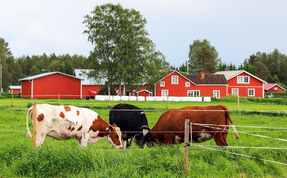 maatilakeskukset-lehmat_O1