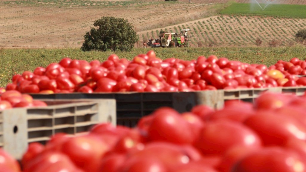 Pomodori_In_Sardegna
