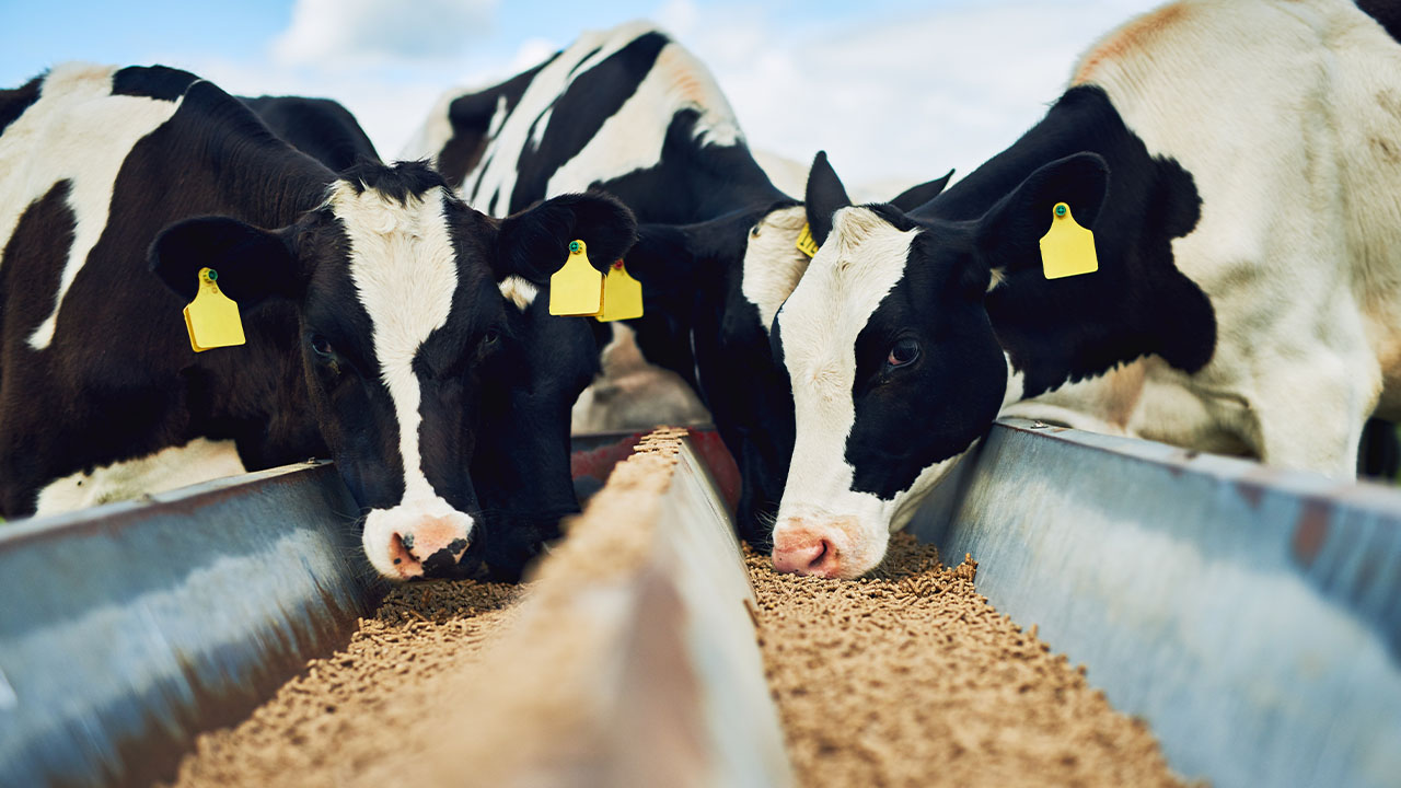 Moving your animal feed business from ingredients to nutrition